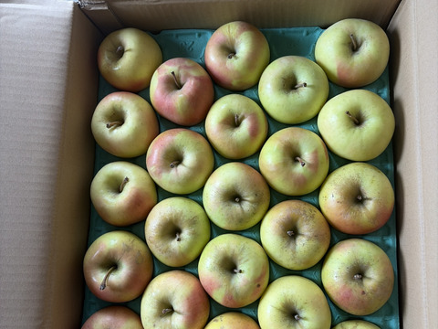 【数量限定・小玉のみ】青森県産りんご「ぐんま名月」家庭用 キズ有 約10kg (5kg×2箱)【光センサー選果】