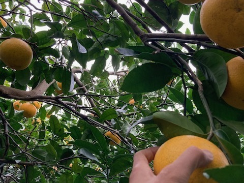 自然栽培　橙　だいだい　ダイダイ　在来種　9kg