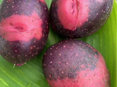 【福袋】高野山麓精進野菜カラフルじゃがいも＆さつまいも＆ローズマリー少量　箱込み4.9キロ　先着15名様ヘチマたわしおまけ付き！！