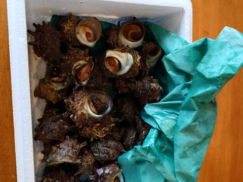 新鮮!!小泊産天然サザエ（2kg）