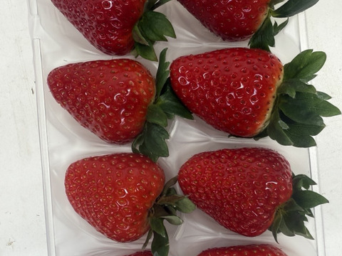 奈良発☆古都華×ゆきぼたん(各1Ｐ)　250g×2Ｐ