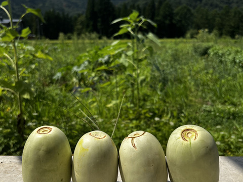 ひとくちで広がるジューシーな甘さ。みずほニューメロン　4個