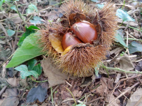 【鬼皮剥き栗】農薬不使用・低温熟成】渋皮煮に最適♪しぶ皮栗300ｇ（利平栗）