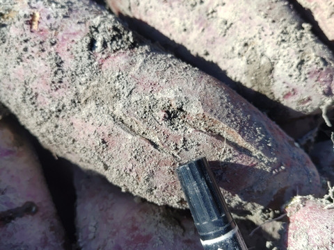 甘～いさつまいも　キングサイズ紅はるか🍠　約６㎏