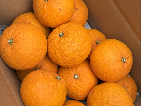 爽やか！静岡県産・甘夏みかん　5kg