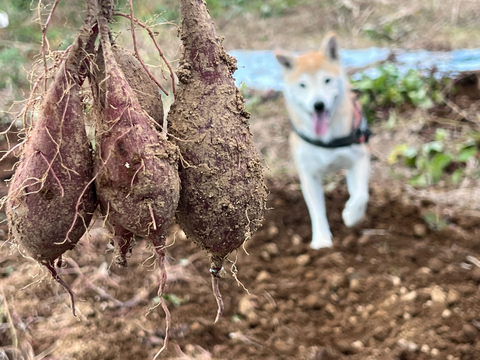 島育ち！東京都産『ちびっこさつまいも』2kg