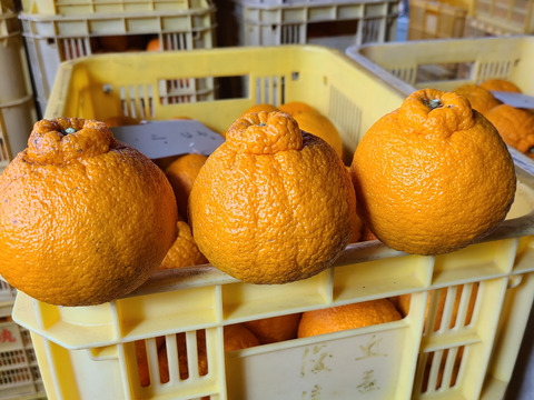 有機JAS認証　愛媛県産　有機　不知火　オーガニック　(家庭用)