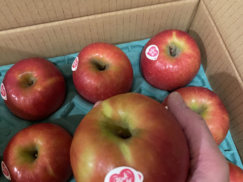 年内予約終わります🍎 ピンクレディ®︎3キロ箱  長野県 信州 安曇野 リンゴ 幻 幻のリンゴ 予約 希少 旬 6玉〜16玉サイズ 商品ID42100 ピンクレディー