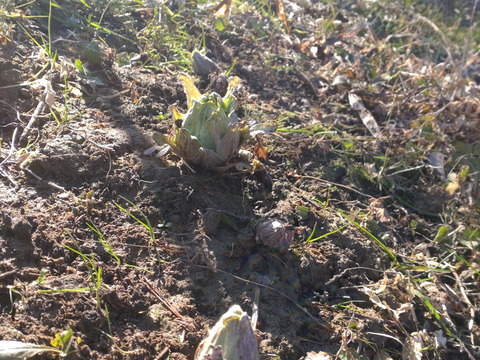 ふきのとう ５個セット 【農薬、除草剤、化学肥料等、不使用の圃場】