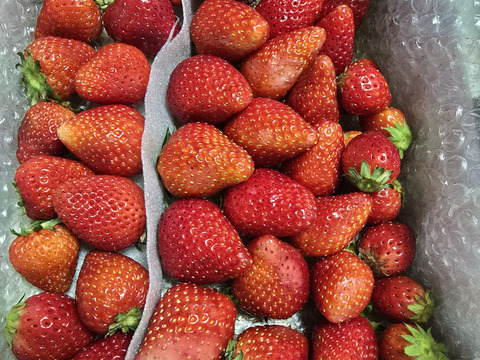 春SALE!!トクトク🍓いちごの宝石箱
朝摘み完熟酵素栽培のこだわりいちご
【いちご食べ比べ】３種食べ比べ！