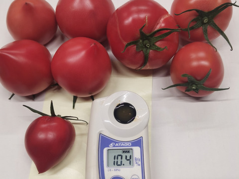 期間限定 「甘熟トマト 」 最高糖度10.4度 (1kg)