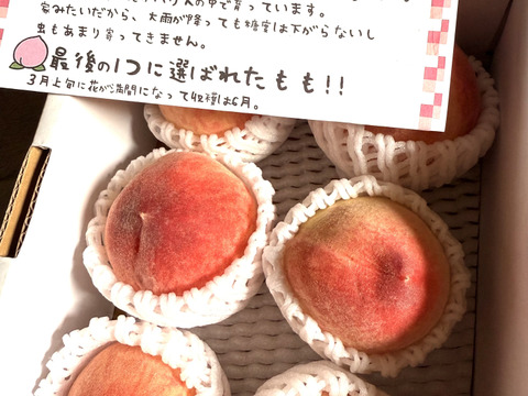 【家庭用】温室桃「日川白鳳」計900g(5〜8個入り)