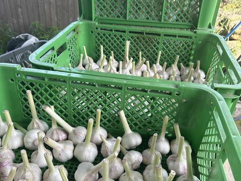 【農薬化学肥料不使用】ホクッとにんにくとても甘い！500g7個~10個