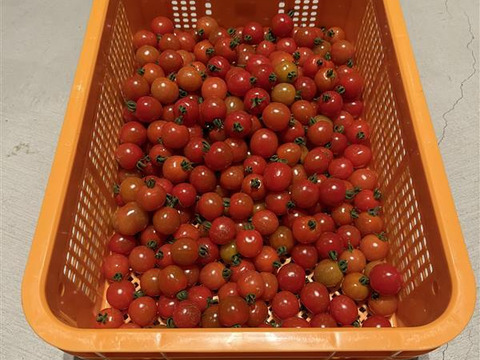 糖度8度前後｜味はそのまま
プレミアムルビー〈常温・家庭用〉訳あり 1kg
（福島県大熊町産・サンゴ砂礫農法）