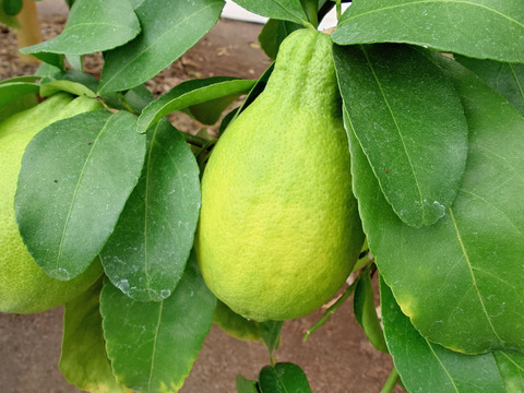 大人気！皮まで丸ごと使える大きな大きなグリーンレモン🍋[約1.7kg]