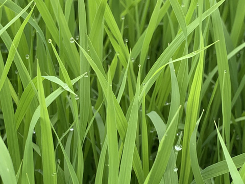 自然栽培【イセヒカリ】白米5kg 令和5年度兵庫県産 農薬肥料不使用の自然栽培米