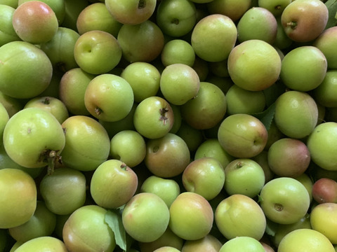 【期間限定】【我夢舎羅村】【小梅】あめちゃんサイズの小梅　3キロ