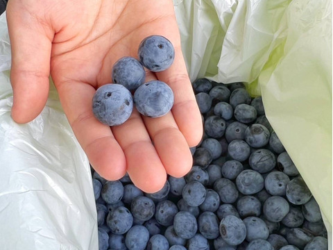 【大中粒・完熟甘～い】つくば産 冷凍ブルーベリー ５kg　ラビットアイ系ティフブルー