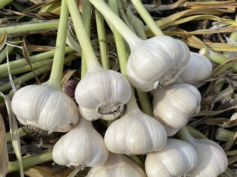 お米3kgと極トマト3＆にんにく・季節野菜セット：秋田県産の野菜