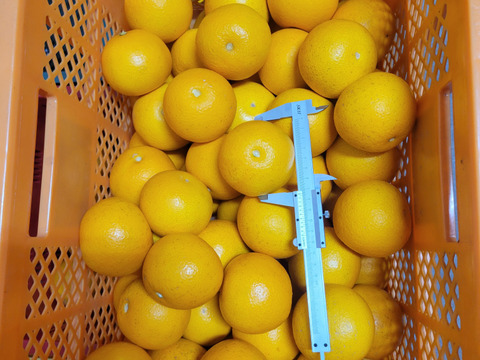 【福袋】和歌山県産【特別栽培】【極ウマ糖度13.2度】　八朔(箱込み10kg)Sサイズ