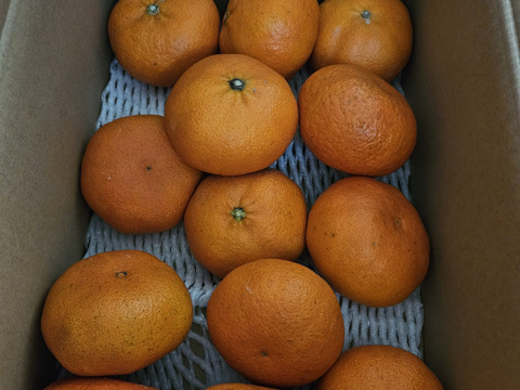 【訳あり】愛媛・西宇和産甘平4㎏