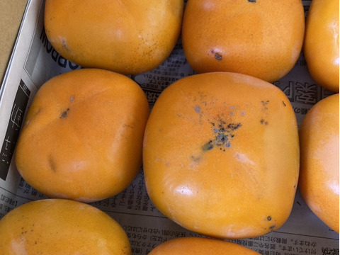 柿　ひらたねなし柿【家庭用】約5キロ〔20個ぐらい〕