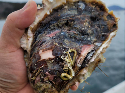 旬🦪【数量限定】天然岩牡蠣 Lサイズ3個（1個500ｇ以上）三陸宮城女川産 濃厚 殻付き 生牡蠣 生食用 BBQ 牡蠣ナイフセット付き