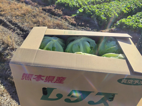 朝採り　玉レタス　レタス　12玉　2Lサイズ　熊本県産