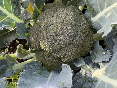 大槻農園の朝摘みブロッコリー｜標高1100mの高原育ち！鮮度バツグンのシャキシャキ食感（5〜8株入り）