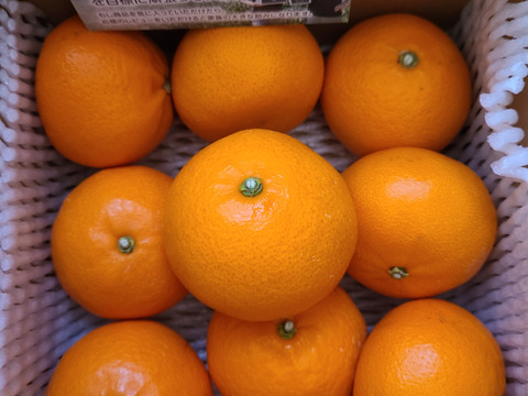 【柑橘の大トロ】玉宝せとか（２kg）（ご家庭用）