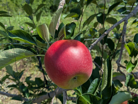 夏に合う爽やかな風味！「恋空」（自家用）3㎏