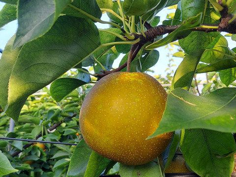 幸水梨のスパークリングワイン330ml×6本セット