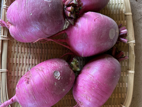 中まで赤い！紅くるり大根/期間中農薬、化学肥料不使用(1キロ)