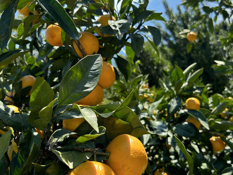 温州みかん 10kg 家庭用