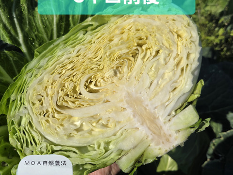 セール！キャベツ×ミニ大根3キロ前後：青森県産の野菜セット｜食べ