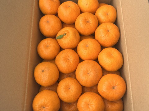 果肉たっぷり！長崎県産『ぽんかん』5kg