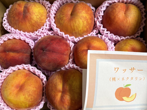 太陽の恵みをたっぷり受けた「ワッサー」家庭用3キロ信州オリジナル