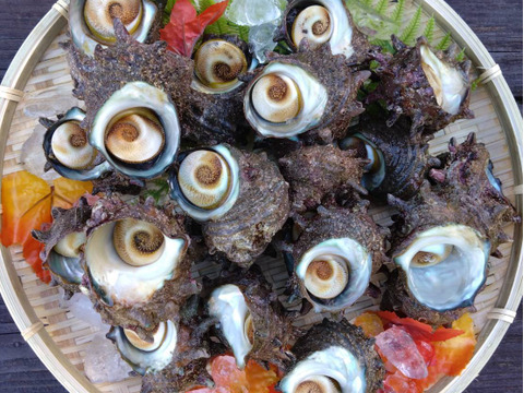 【砂抜き済み 2kg】　『青森県産』天然サザエ　壺焼き・お刺身OK！(食べやすい小～中サイズ)【関東・東北地方の方むけ】