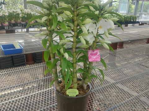 【母の月ギフト】ボリュームのある豪華な蘭をどうぞ 夏の蘭“フォーミディブル”5本立