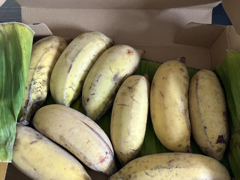 【特別価格！】沖縄産ナムワバナナ１kg