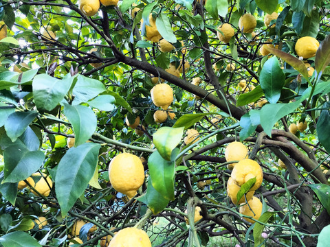 【広島県産】これが夏レモン！びっくりサイズ（約18個入り）