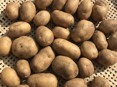 農薬化学肥料除草剤不使用🥔北海道産🥔新物インカのめざめ10kg