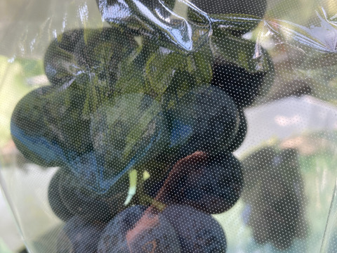 家庭用訳ありナガノパープル　1.2キロ2-4房入　農薬半減栽培　ぶどう