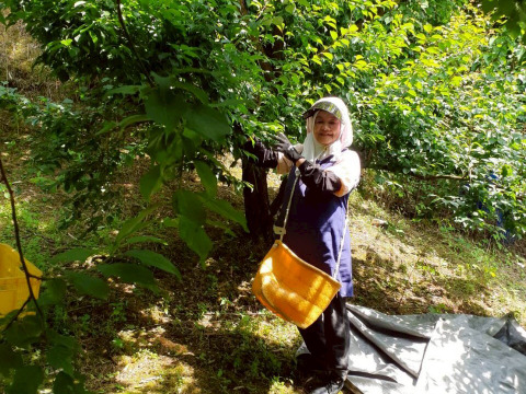 【古城梅】ゴジロウ「L～２L」３kg和歌山産