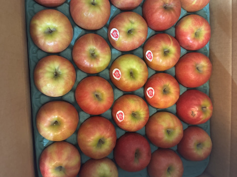 発送中🍎【ヒルナンデスでました！】ピンクレディー®︎ 5キロ訳あり品 加工用 長野県 信州 安曇野 リンゴ 幻 幻のリンゴ 予約 希少 旬 ID36611 ピンクレディー