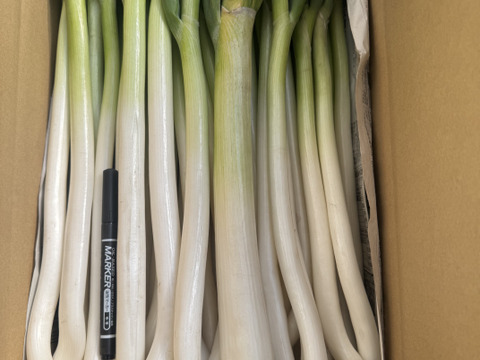 甘い長ネギ有機肥料栽培　除草剤不使用　群馬県産　40本　訳アリ