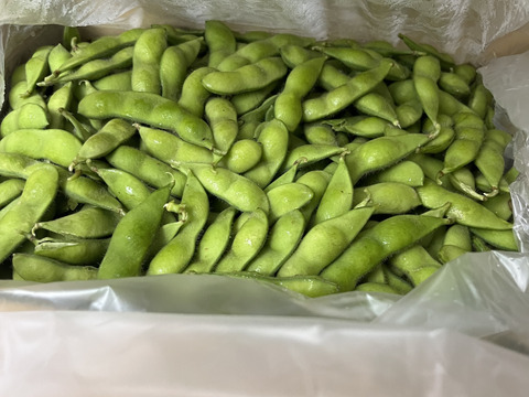 朝採りブランド枝豆、未選別訳あり品！2kg!