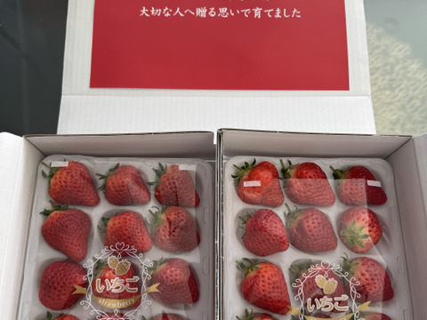 じゅわ〜っと甘い果汁があふれだす【完熟越後姫】約760g スタンダードサイズ