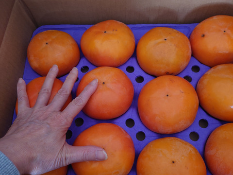 【家庭用】【富有柿】3.5kg  (10玉〜14玉)【高糖度】