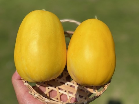 懐かしいあの味　’金太郎メロン’　復活！